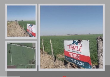 Pergamino Campo de 55 Has. en venta - Ruta nacional 8 Km 216 